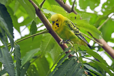 Low angle view of bird perching on tree