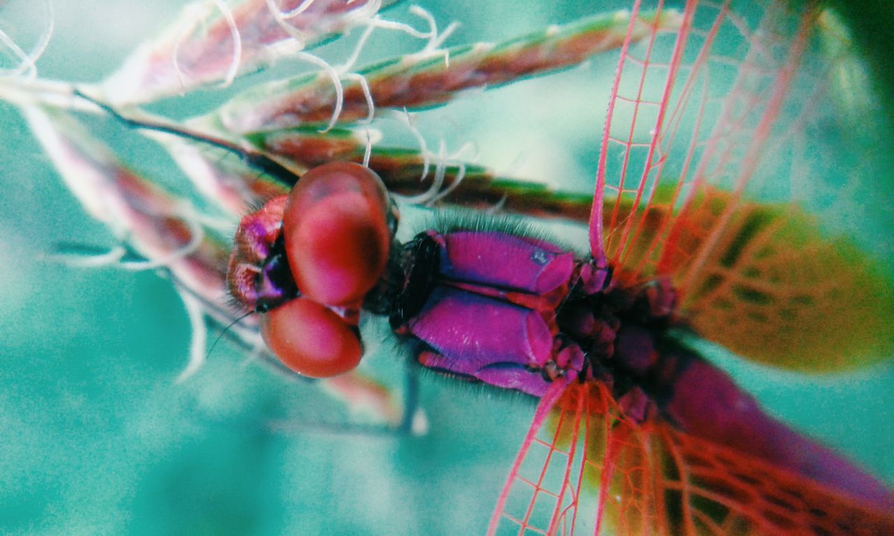 close-up, indoors, focus on foreground, selective focus, hanging, low angle view, no people, still life, part of, day, cropped, blue, insect, table, freshness, rope, decoration, nature, food and drink