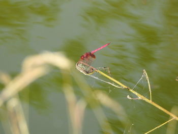 Close-up of insect on leaf