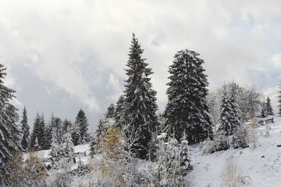 Pine trees on snow covered land against sky