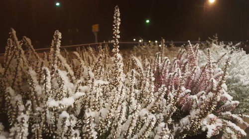 Close-up of flowers at night