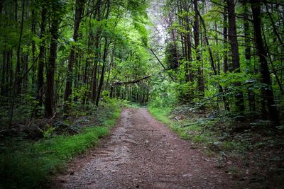 Footpath amidst trees in forest