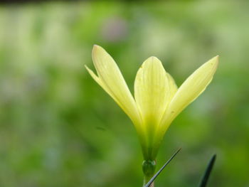 Close-up of flowering plant