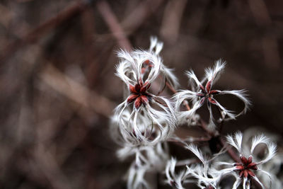 Close-up of white dandelion flower