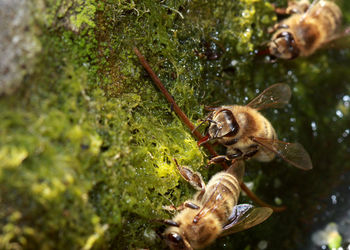 Close-up of crab on tree