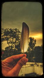 Close-up of hand holding plant against sky during sunset