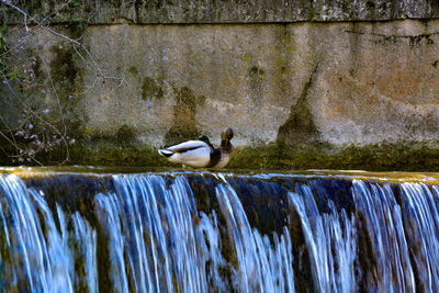 Close-up of bird perching on water