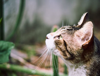 Close-up of a cat