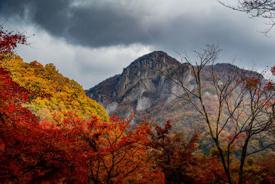 Trees on mountain against sky during autumn