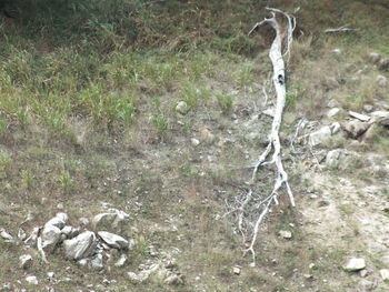 High angle view of lizard on land