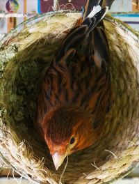 High angle view of a bird