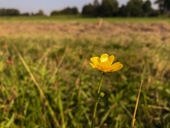 Close-up of yellow flowering plant on field