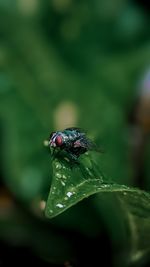 Close-up of insect on leaf