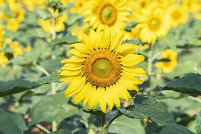 Close-up of yellow sunflower