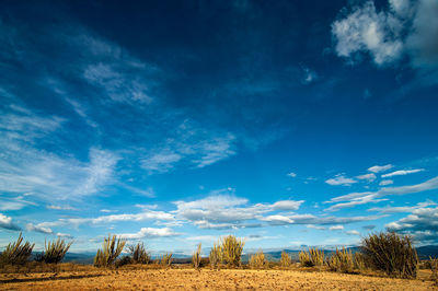 Scenic view of field against clear sky
