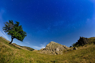 Scenic view of trees against clear sky at night