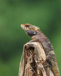 Close-up of lizard on tree