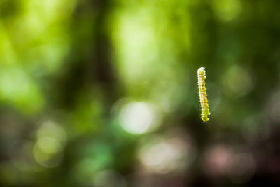 Close-up of plants growing in forest