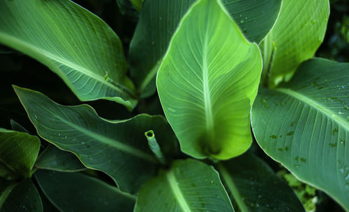 Green vegetable backgrounds. large banana leaves. dew drops.