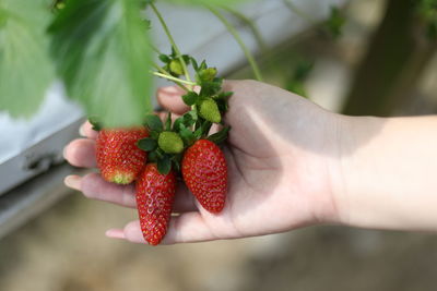 Close-up of hand holding strawberries