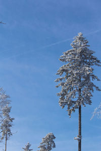 Low angle view of tree against sky during winter