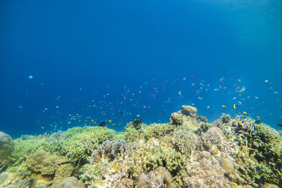 Fish swimming in sea at mabul island,malaysia