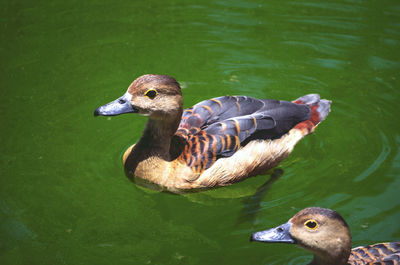 Duck swimming in lake