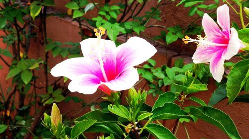 Close-up of pink flower