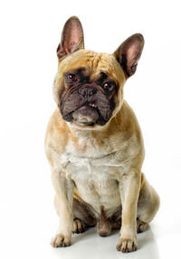 Portrait of a dog over white background
