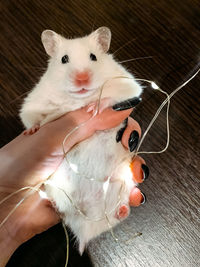 Hamster and christmas lights 