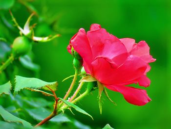 Close-up of pink rose