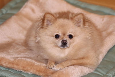 High angle view of dog resting