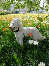 White dog
