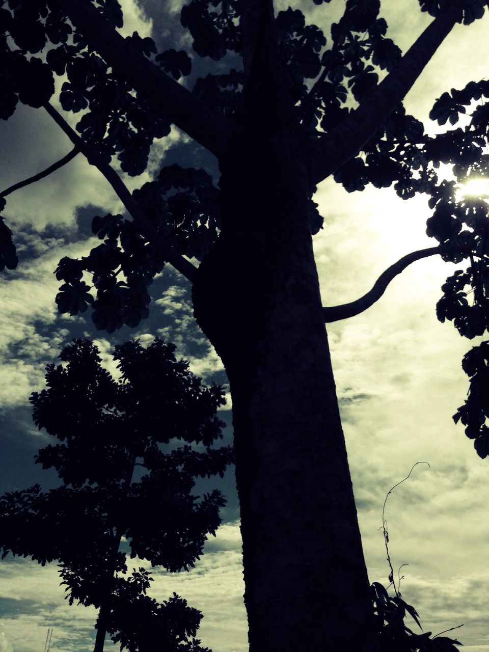 tree, sky, branch, low angle view, water, tranquility, silhouette, tree trunk, nature, cloud - sky, beauty in nature, growth, tranquil scene, reflection, scenics, lake, outdoors, no people, cloud, cloudy