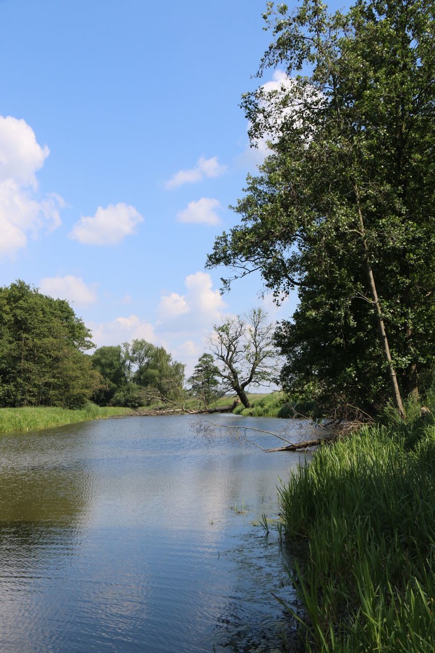 water, tree, sky, tranquility, tranquil scene, reflection, lake, scenics, beauty in nature, nature, waterfront, river, growth, grass, green color, cloud, cloud - sky, idyllic, day, plant