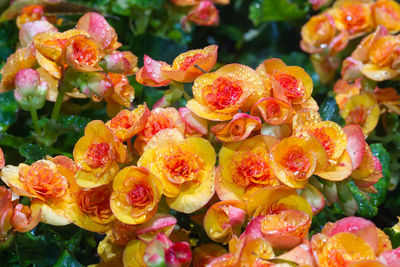 High angle view of various flowers on plant