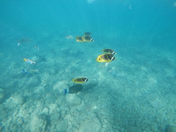 Fish swimming in sea