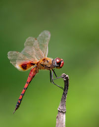 Close-up of insect on flower