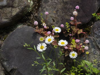 High angle view of pink flowering plant