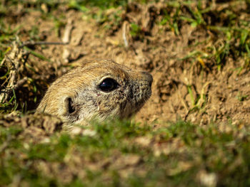 Close-up portrait of a rabbit