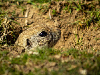 Ground squirrel