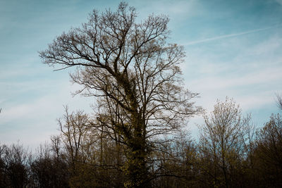 Low angle view of bare tree against sky