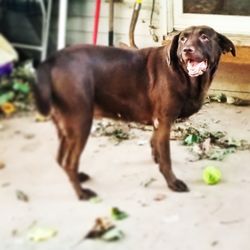 Portrait of dog standing outdoors