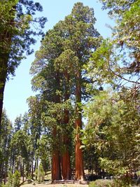 Low angle view of trees in forest