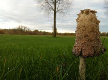 Trees on grassy field