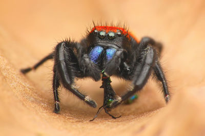 Close-up of spider