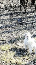 Bare trees on landscape