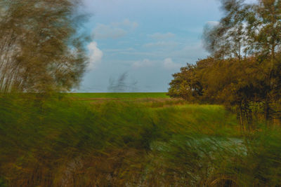 Trees on field against sky