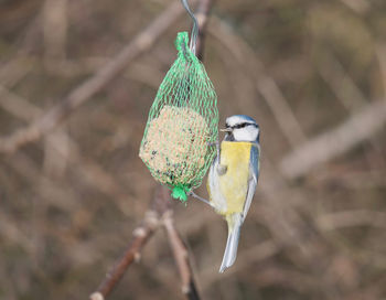 Close-up of bird perching on branch bluetit 