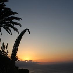 Silhouette palm trees against sky during sunset